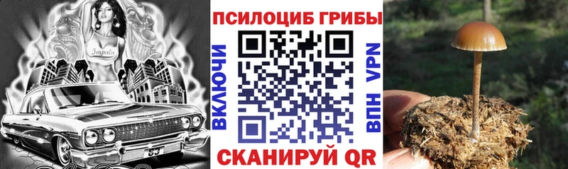 ОМГ ОМГ ТОР  Багратионовск  Псилоцибиновые грибы MAGIC MUSHROOMS 